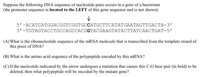 Solved Suppose the following DNA sequence of nucleotide | Chegg.com