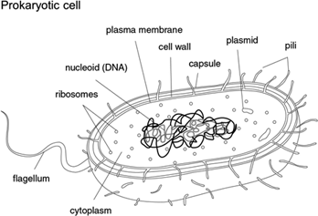 Definition of Cell Structures | Chegg.com