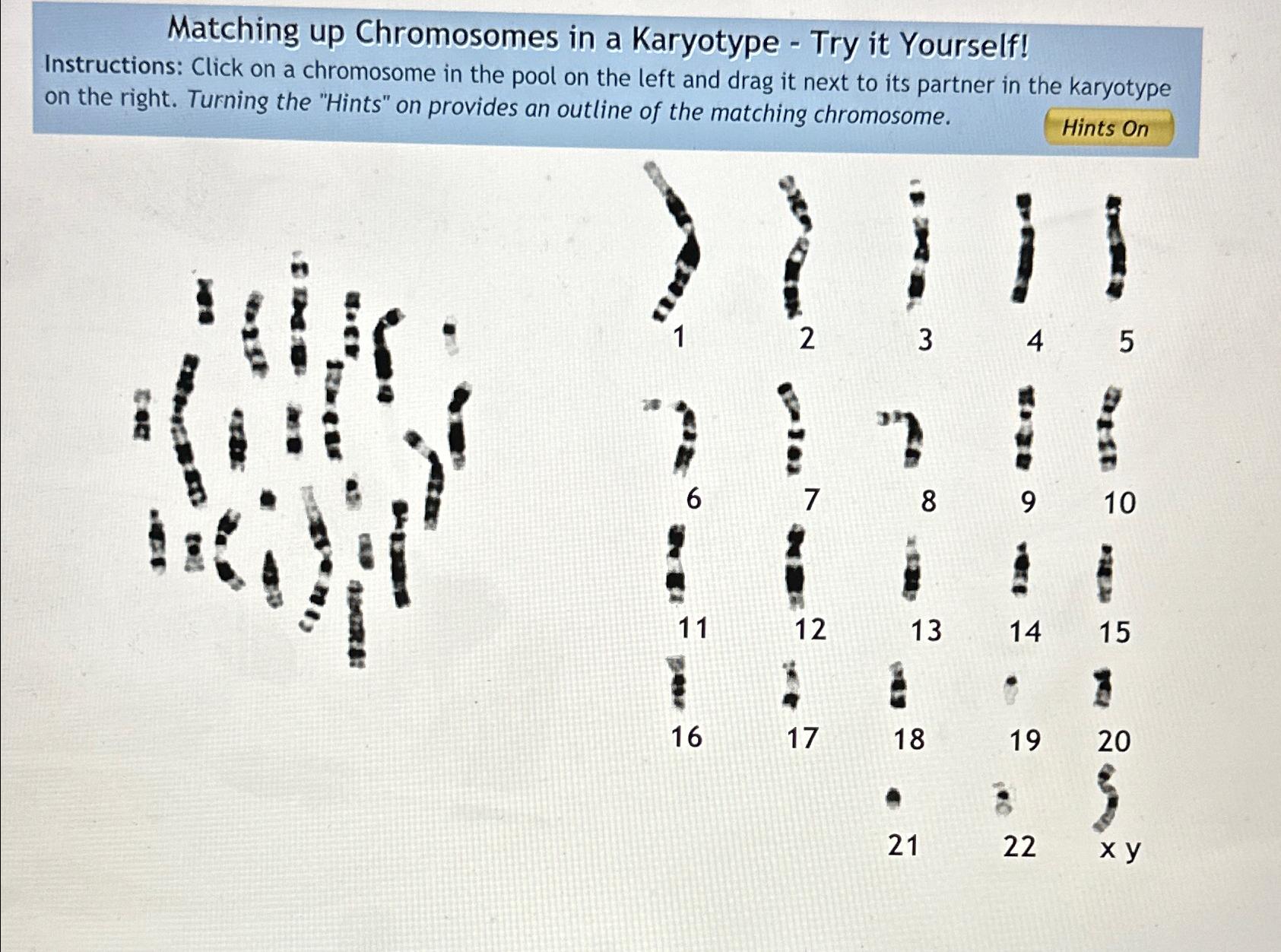 Solved Matching up Chromosomes in a Karyotype - ﻿Try it | Chegg.com