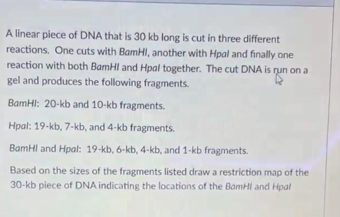 Solved A linear piece of DNA that is 30 kb long is cut in | Chegg.com