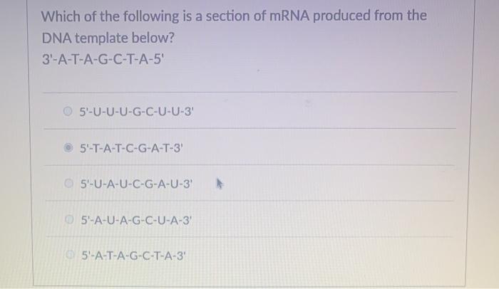 Solved Which Of The Following Is A Section Of Mrna Produced 