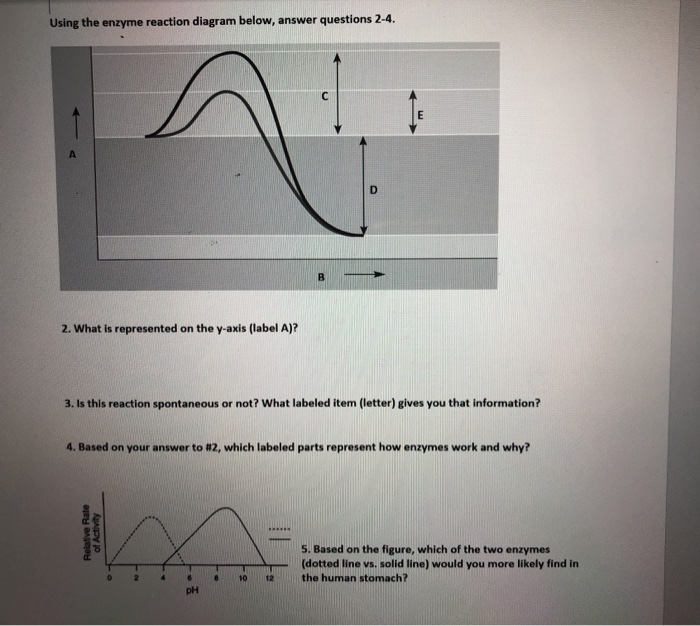Solved Using the enzyme reaction diagram below, answer | Chegg.com