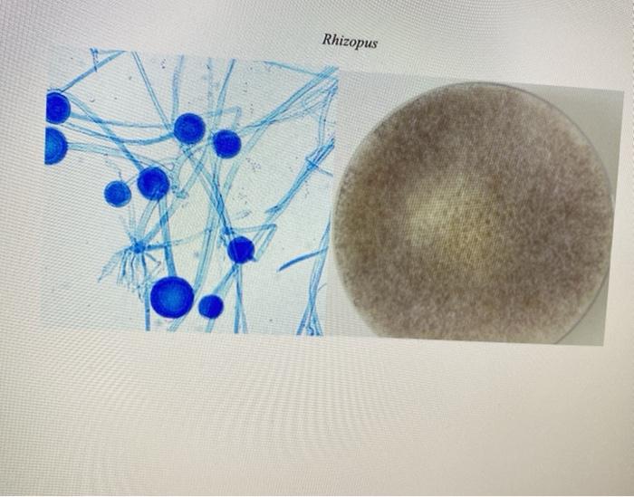 Solved 2) Describe how molds reproduce asexually and