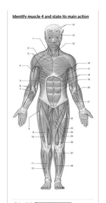 Identify muscle 4 and state its main action