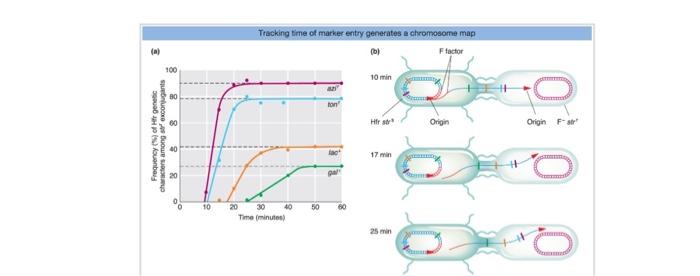 Solved Which Hfr gene enters the recipient last? (Which