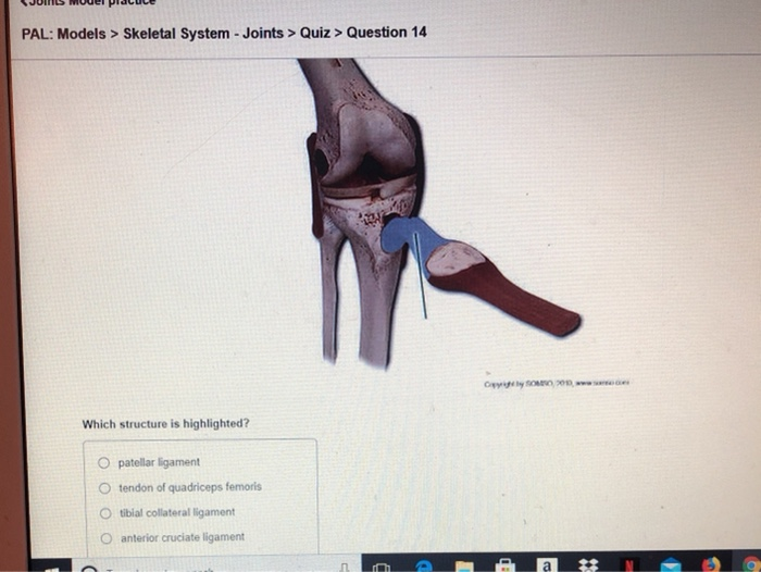 PAL Models > Skeletal System Joints > Quiz >