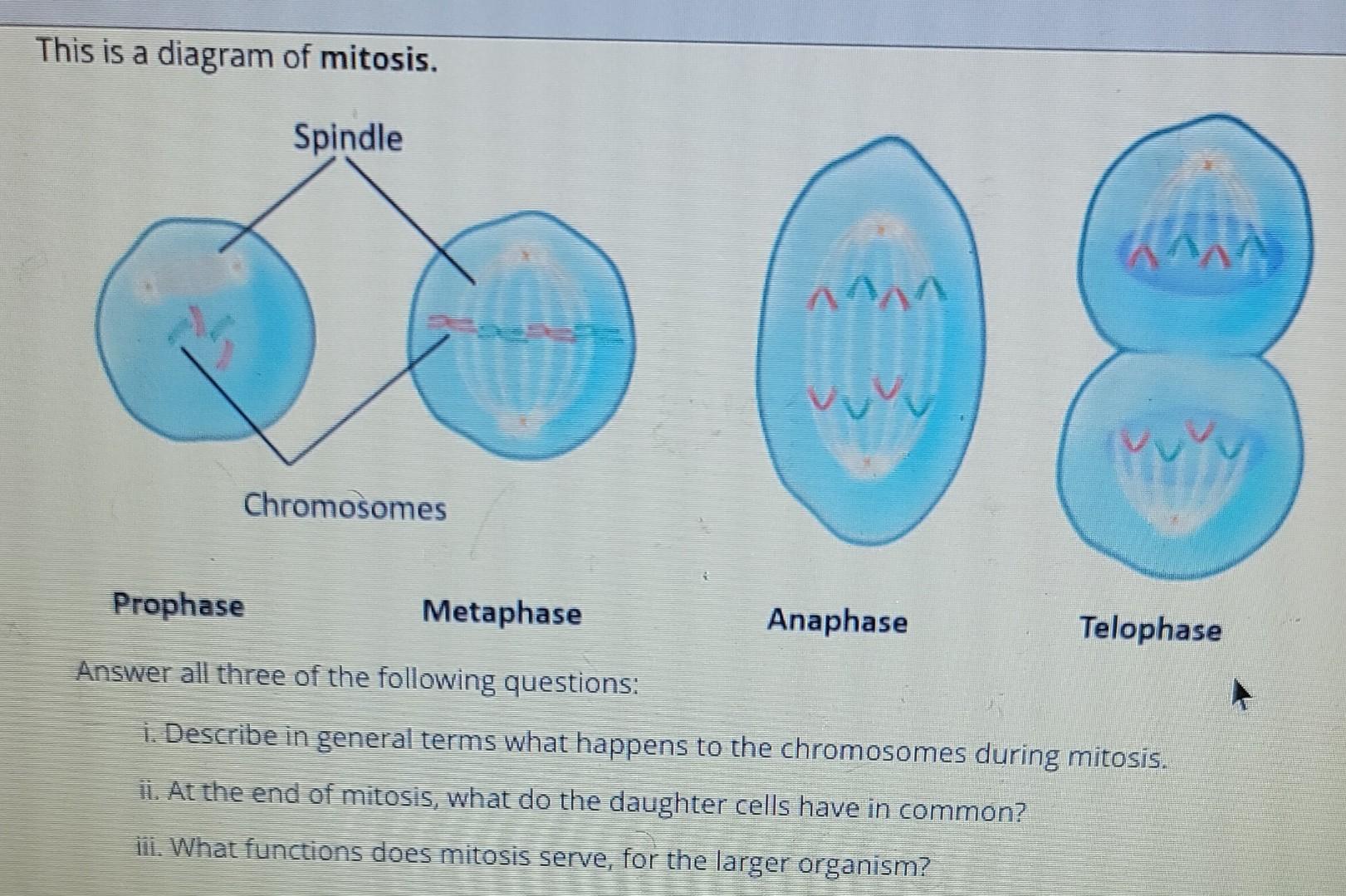 anaphase of mitosis diagram