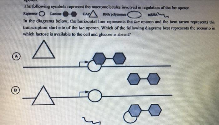 Solved 26. The lac operon in E. coli consists of genes that | Chegg.com