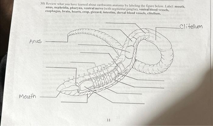 Solved 30) Review what you have learned about earthworm | Chegg.com