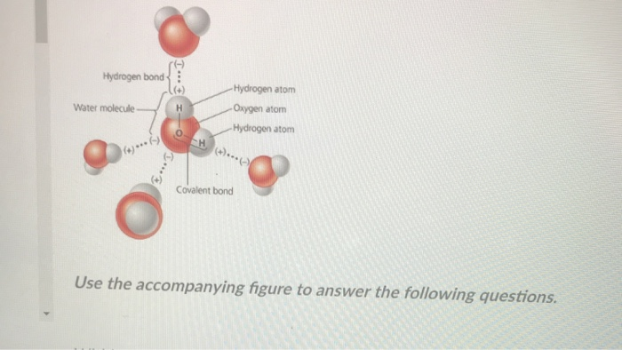 Solved Hydrogen Bond Water Molecule Hydrogen Atom Oxygen