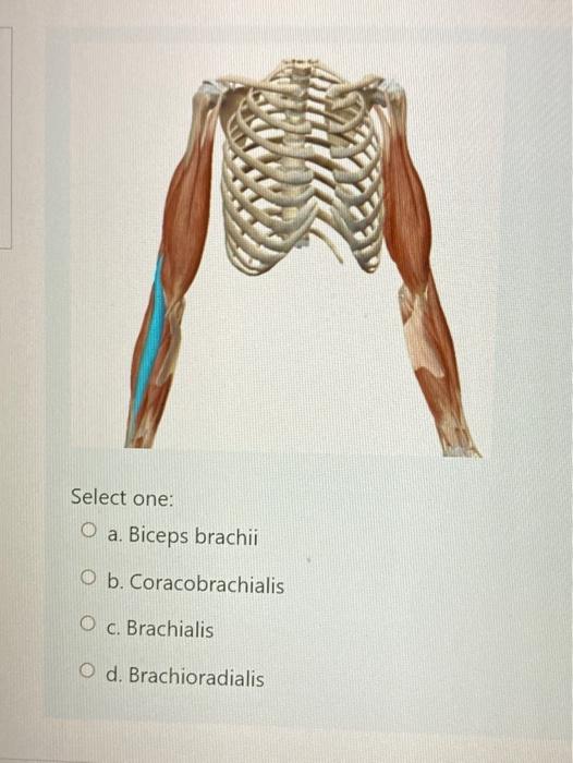 coracobrachialis and brachialis