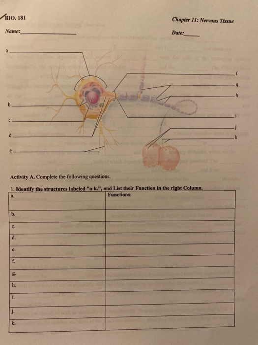 Solved BIO. 181 Chapter 11: Nervous Tissue Name: Date: | Chegg.com