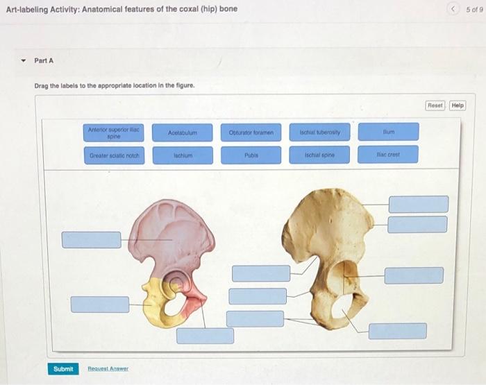 Solved Art-labeling Activity: Anatomical features of the | Chegg.com