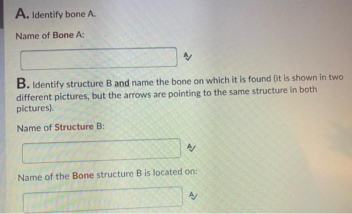 Solved A 51 50 ГА B A. Identify Bone A. Name Of Bone A: | Chegg.com