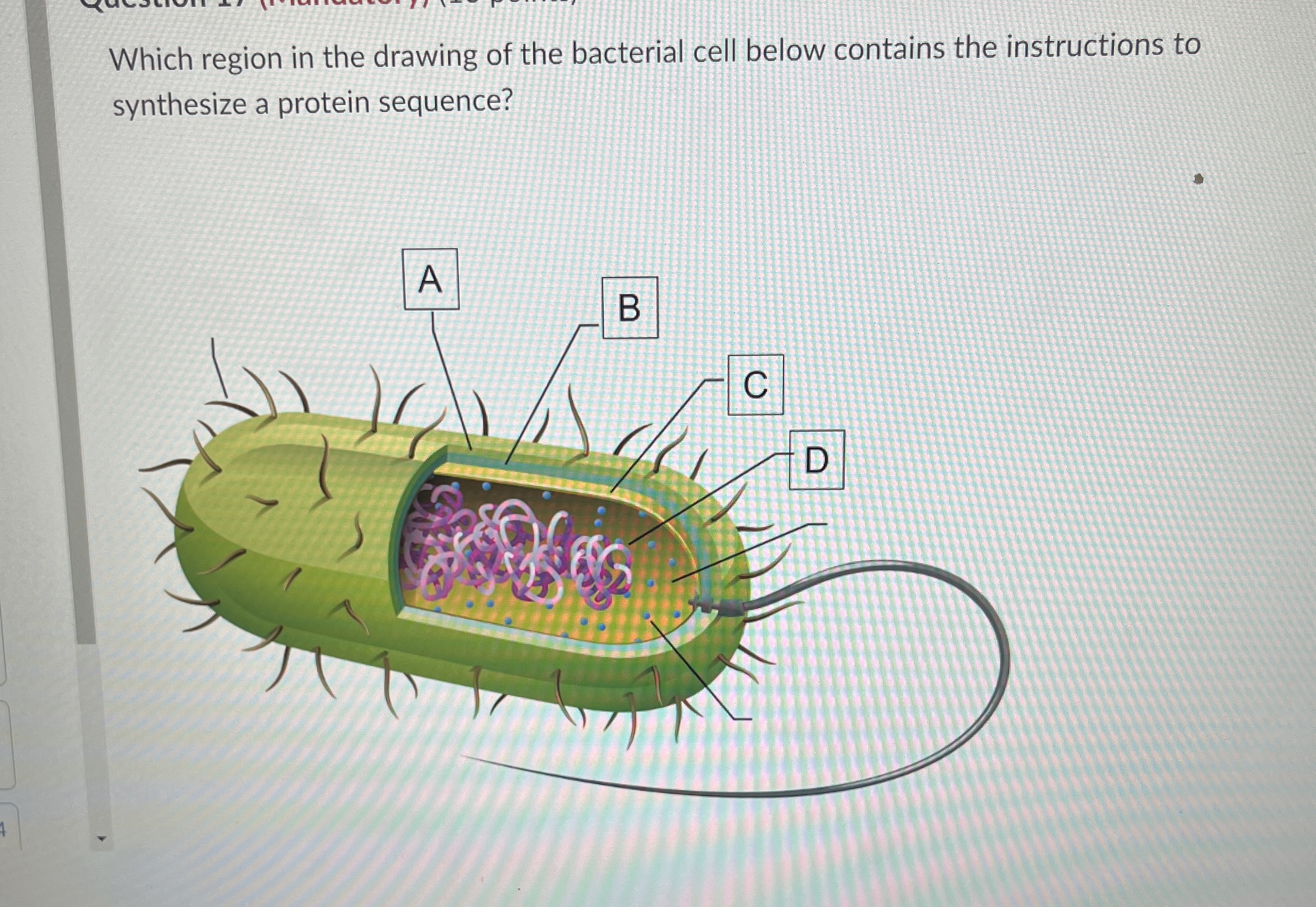 Solved Which region in the drawing of the bacterial cell | Chegg.com