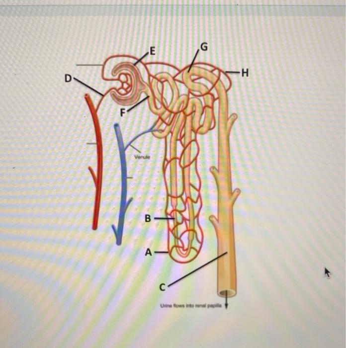 Solved The blood vessels labeled H are called glomerulus | Chegg.com