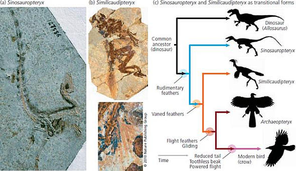 solved-figures-through-show-examples-of-transitional-fossils