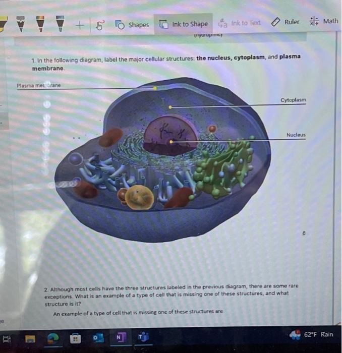 Solved 1. In the following diagram, label the major cellular | Chegg.com