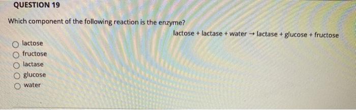 QUESTION 19 Which component of the following reaction is the enzyme? lactose + lactase + water lactase + glucose + fructose l