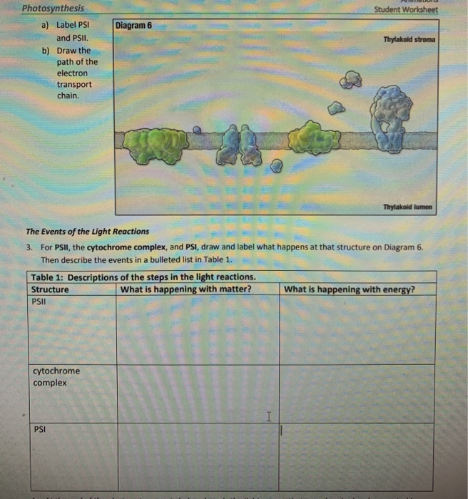 solved-student-worksheet-diagram-6-thylakold-stroma-chegg