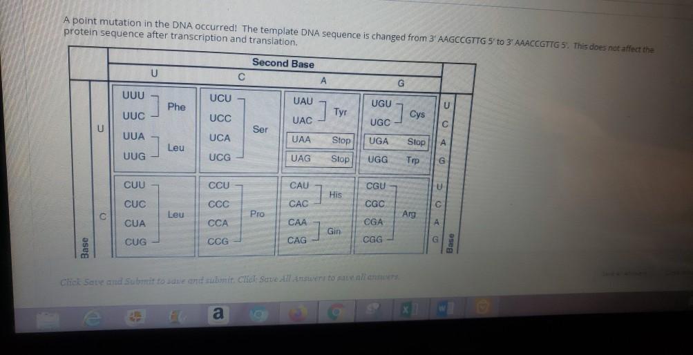 Solved A point mutation in the DNA occurred! The template | Chegg.com