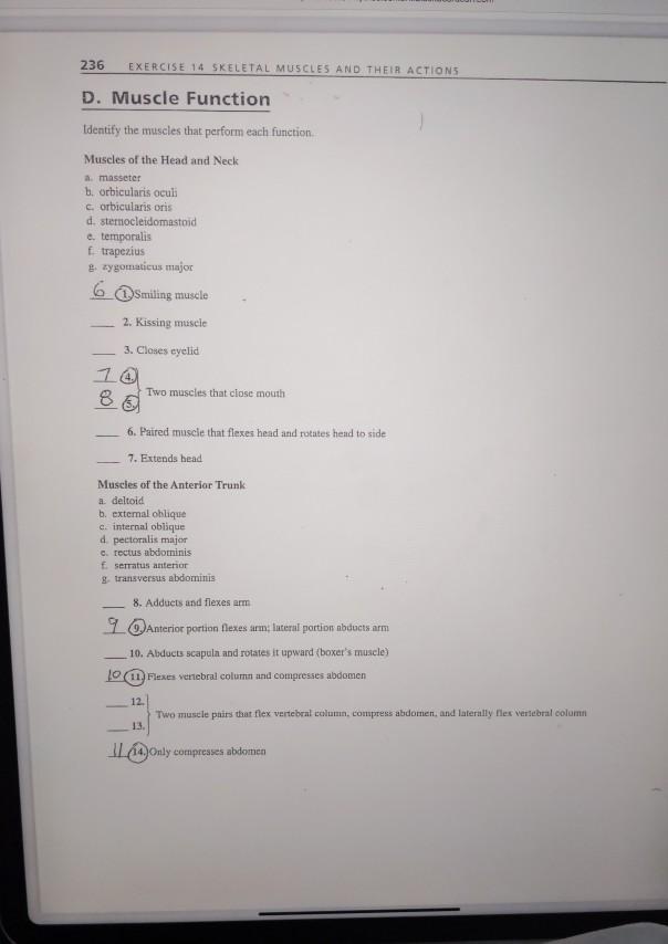 Solved 236 EXERCISE 14 SKELETAL MUSCLES AND THEIR ACTIONS D