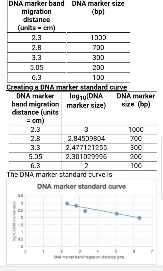 Creating a DNA marker standard curve DNA marker