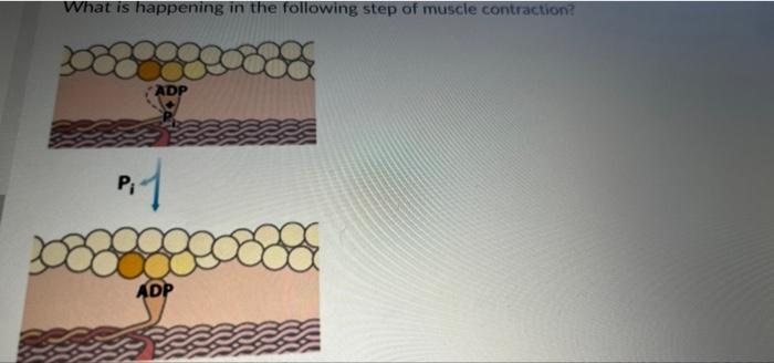 Solved What is happening in the following step of muscle | Chegg.com
