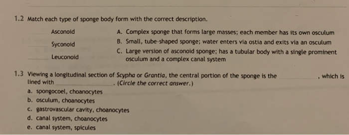 Solved 1.2 Match each type of sponge body form with the | Chegg.com
