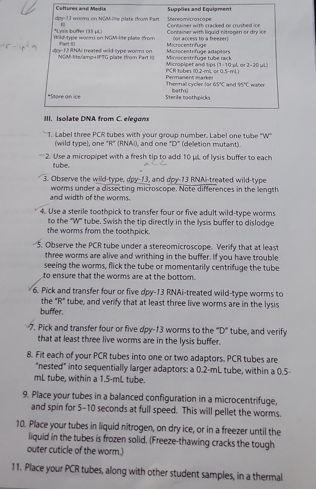III. Isolate DNA from C. elegans
T. Label three PCR tubes with your group number. Label one tube W (wild type), one R (RN