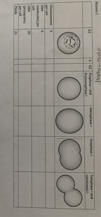 Solved diplad haplold Meiosis 1 G1 Metaphase Anaphase 1 SG2 | Chegg.com