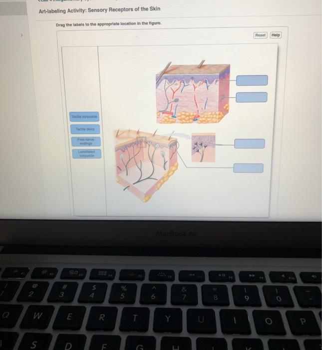 he Art-labeling Activity: Sebaceous and Sweat Glands | Chegg.com