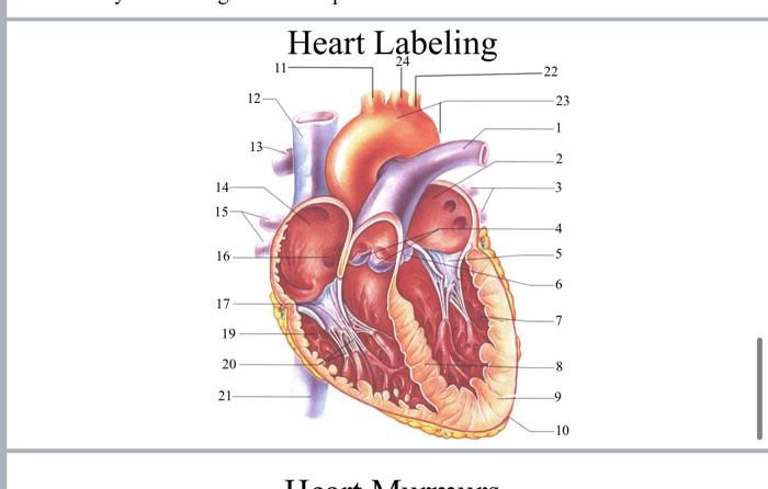 Solved 14- 15- 16 17 19 20 21 12- 13 Heart Labeling -22 23 6 | Chegg.com