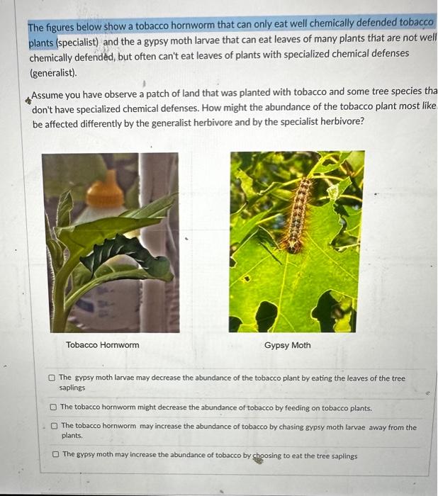 Solved The Figures Below Show A Tobacco Hornworm That Can Chegg Com