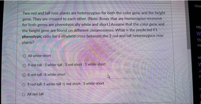 Solved Two red and tall rose plants are heterozygous for | Chegg.com
