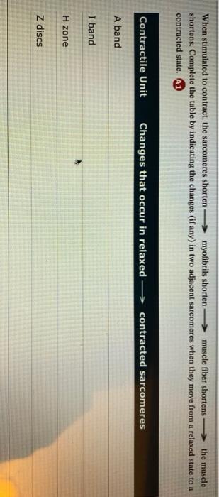 solved-when-stimulated-to-contract-the-sarcomeres-shorten-chegg