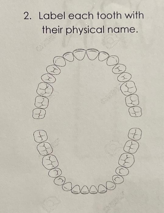 Solved 2. Label each tooth with their physical name. | Chegg.com