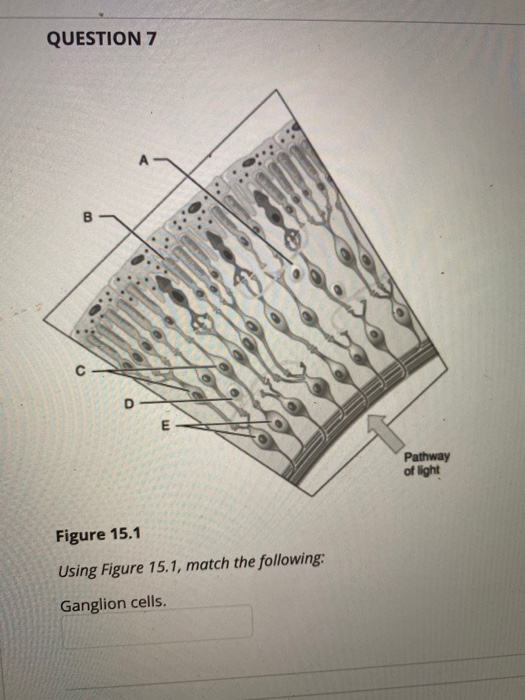 Solved QUESTION 5 E Pathway of light Figure 15.1 Using | Chegg.com