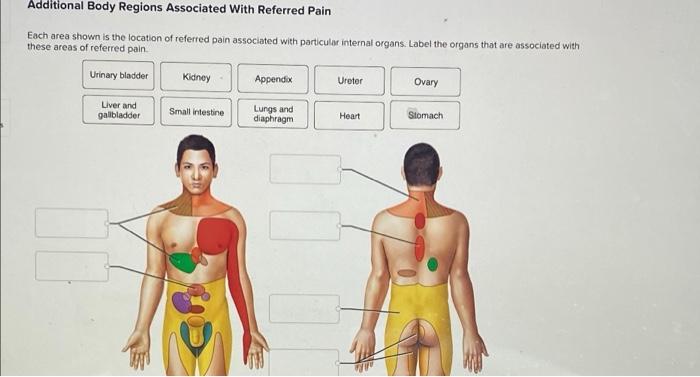 Solved Additional Body Regions Associated with Referred Pain | Chegg.com