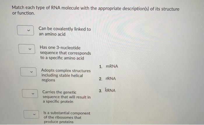 Solved Match Each Type Of RNA Molecule With The Appropriate | Chegg.com