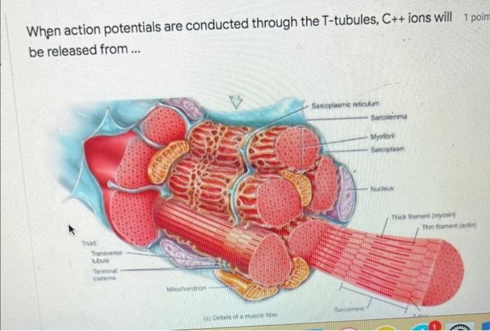 Solved a) outer space of mitochondriab) terminal cisternae | Chegg.com