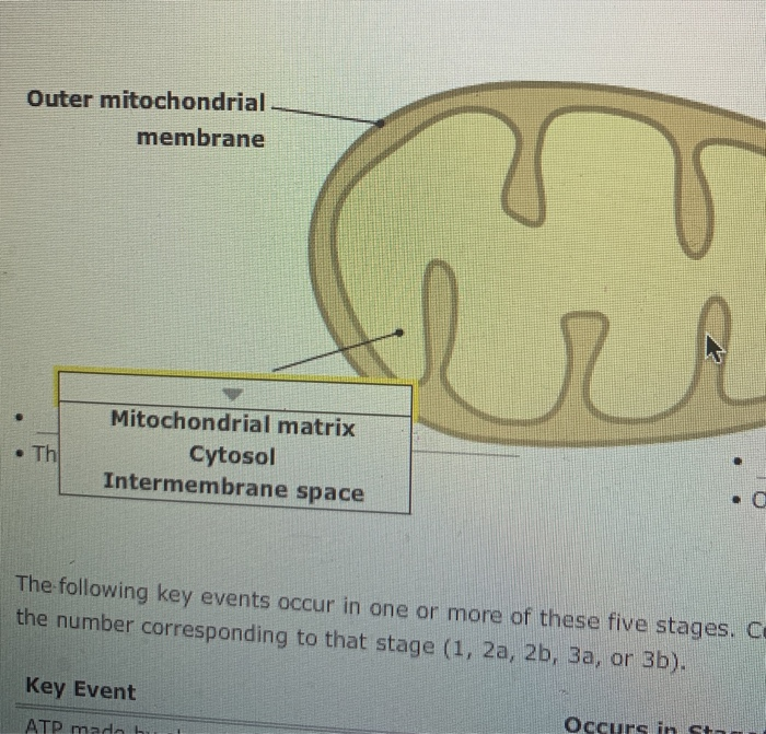 Solved 6. A summary of the stages of cellular respiration Aa | Chegg.com