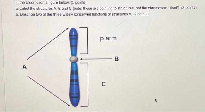 Solved In the chromosome figure below: (5 points) a. Label | Chegg.com