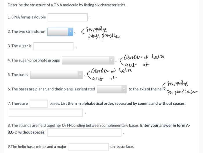 describe the structure of the dna molecule meaning in marathi