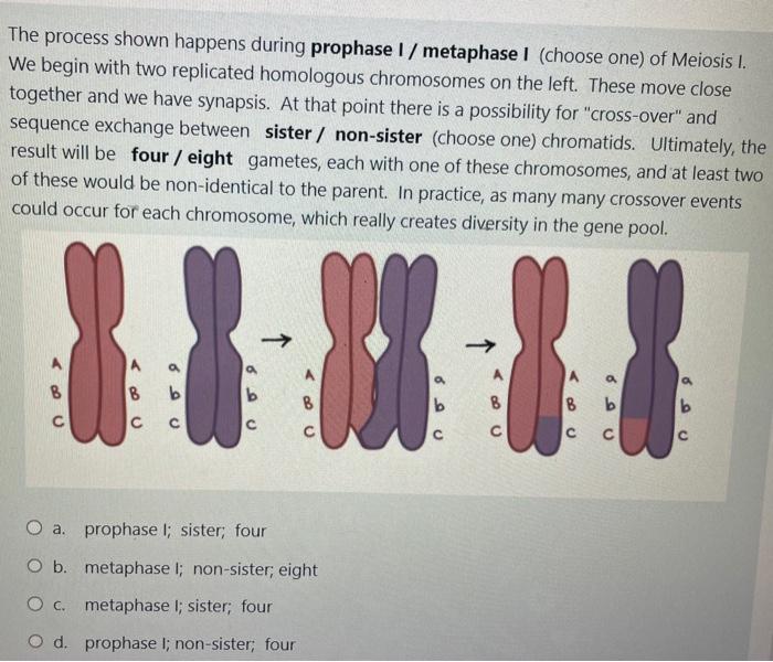 Solved The process shown happens during prophase I / | Chegg.com