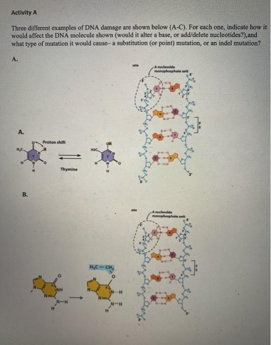 Solved Activity A Three different examples of DNA damage are | Chegg.com
