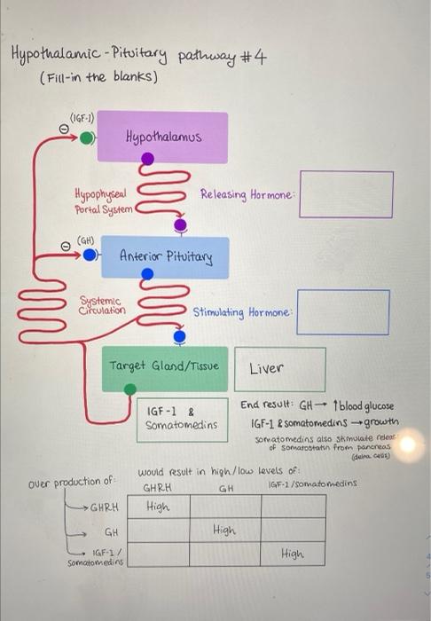 Hypothalamic-Pituitary pathway #4
(Fill-in the blanks)
Hypophyseal Portal System
Releasing Hormone:
\( \stackrel{\Theta}{\lon