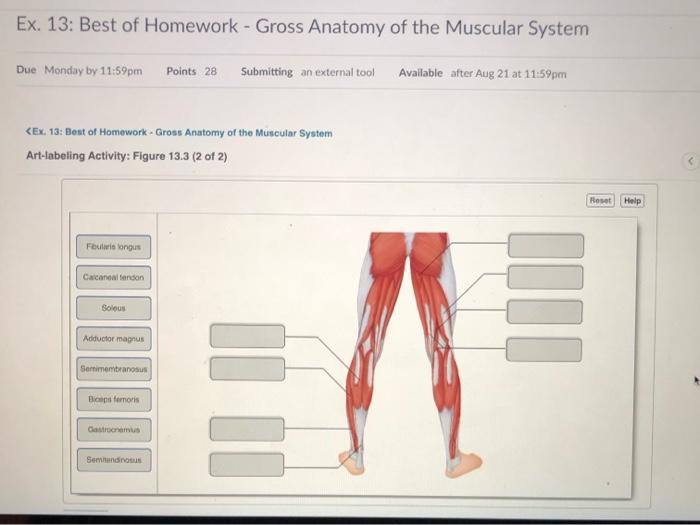 solved-ex-13-best-of-homework-gross-anatomy-of-the-chegg