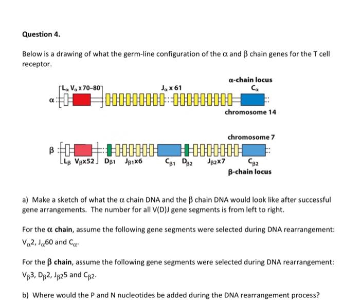 Solved Question 4. Below is a drawing of what the germ-line | Chegg.com