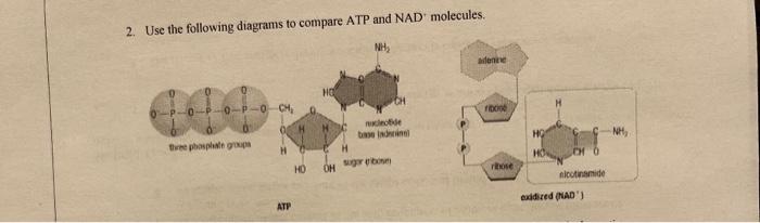 Solved 2 Use The Following Diagrams To Compare ATP And NAD | Chegg.com